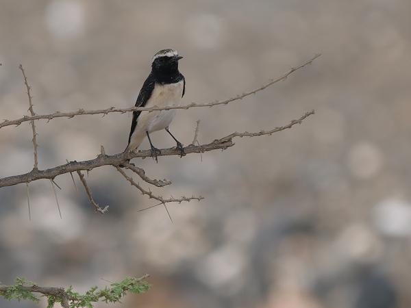 <h3><a href="/trips/tanzania/biota/animalia/chordata/aves/040 passeriformes/108 muscicapidae/oenanthe pleschanka/oenanthe pleschanka-nl.html">Oenanthe&nbsp;pleschanka</a> / Pied&nbsp;wheatear / Bonte&nbsp;tapuit</h3>OM-1 Mark II met OLYMPUS M.150-400mm F4.5, 1/2000 sec  bij F4.5, ISO 640, afstand 24.5&nbsp;m